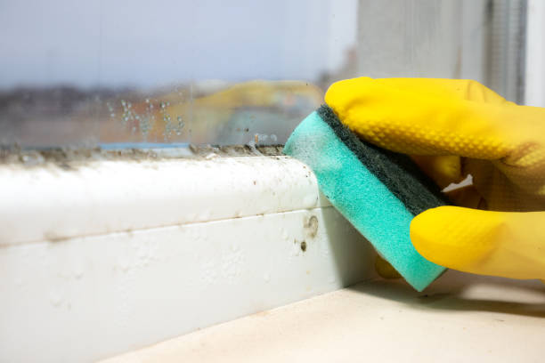 Trusted Eugene, OR Mold Removal Experts