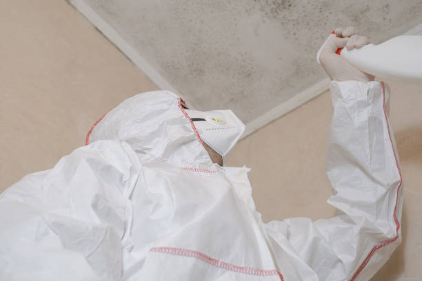 Best Black Mold Removal  in Eugene, OR