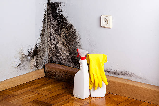 Best Mold Removal and Inspection  in Eugene, OR