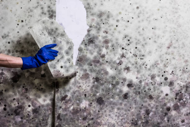 Best Crawl Space Mold Removal  in Eugene, OR