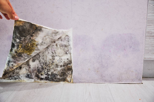 Best Mold Testing  in Eugene, OR